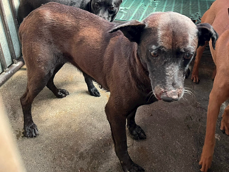 彰化縣流浪狗中途之家,編號:448864, 混種犬          