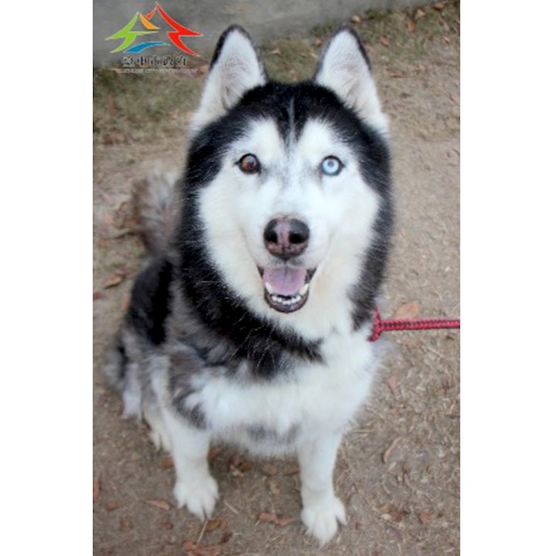 臺中市動物之家后里園區,編號:442854, 哈士奇(西伯利亞雪橇犬)