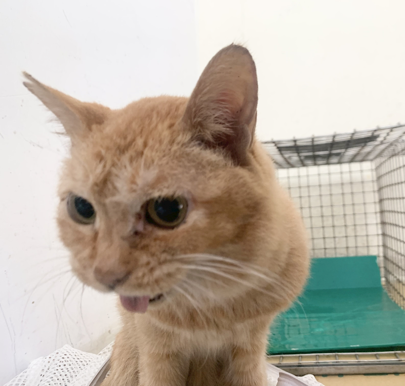 臺北市動物之家,編號:448792, 混種貓                 