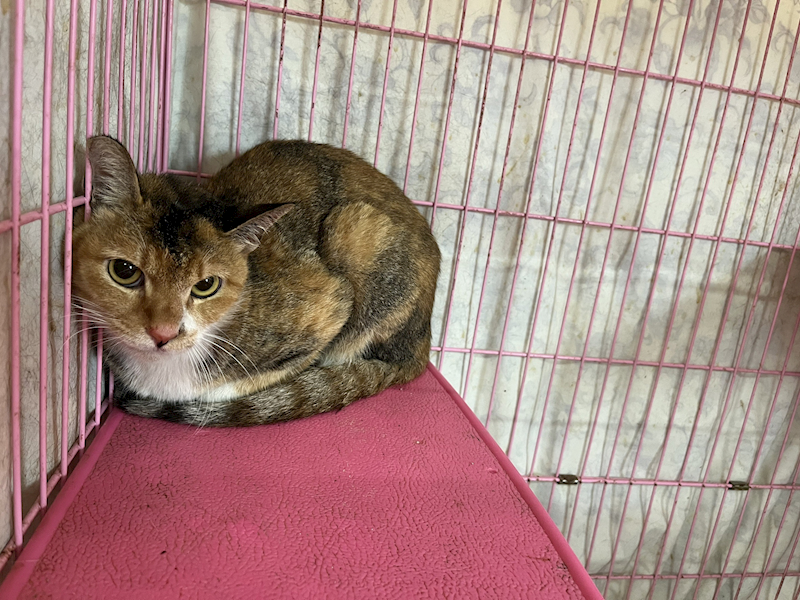 臺北市動物之家,編號:369350, 混種貓                 