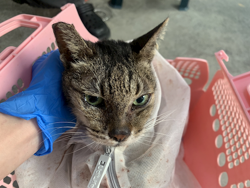 臺北市動物之家,編號:448728, 混種貓                 