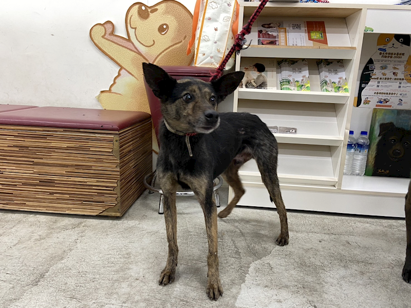 臺北市動物之家,編號:393639, 混種犬          