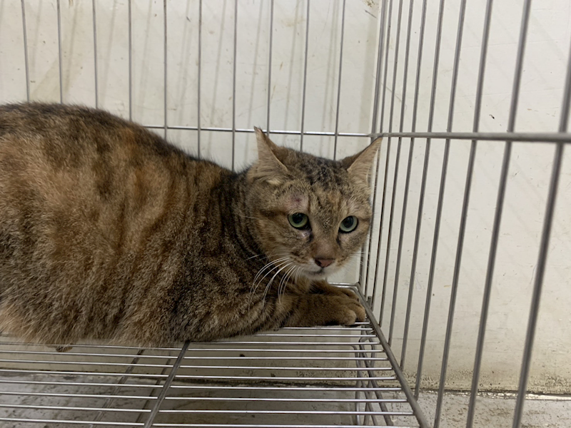臺北市動物之家,編號:441920, 混種貓                 