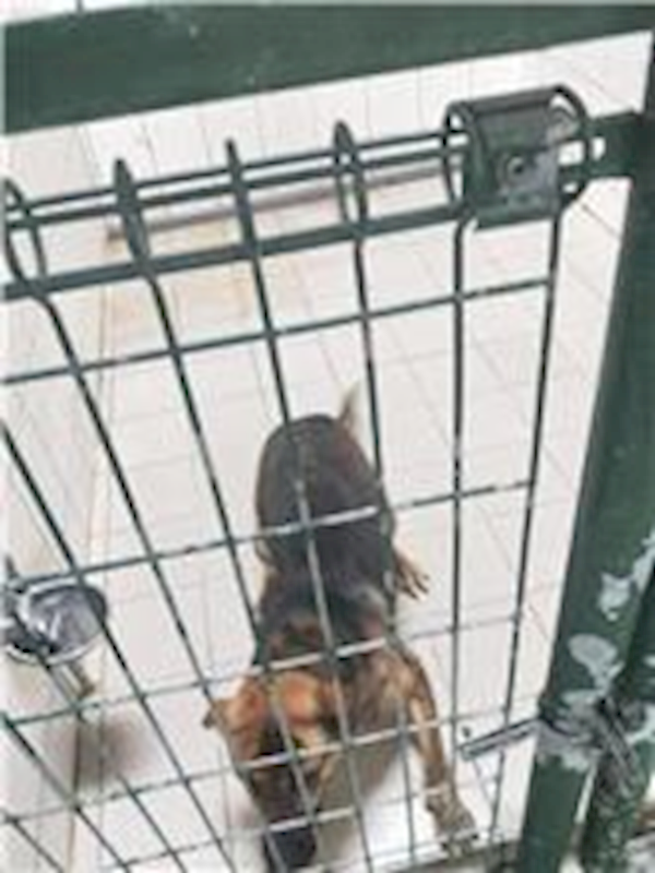 連江縣動物之家,編號:197136, 混種犬          