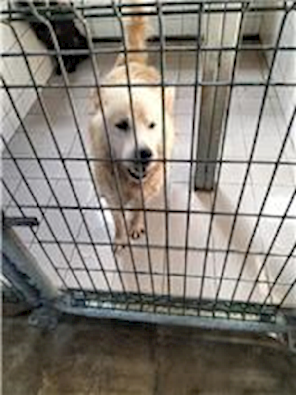 連江縣動物之家,編號:273378, 混種犬          