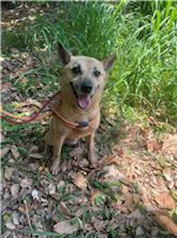 新竹縣動物保護教育園區,編號:123398, 混種犬          