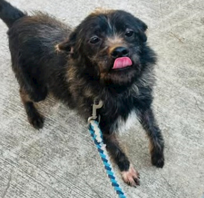 連江縣動物之家,編號:442503, 混種犬          