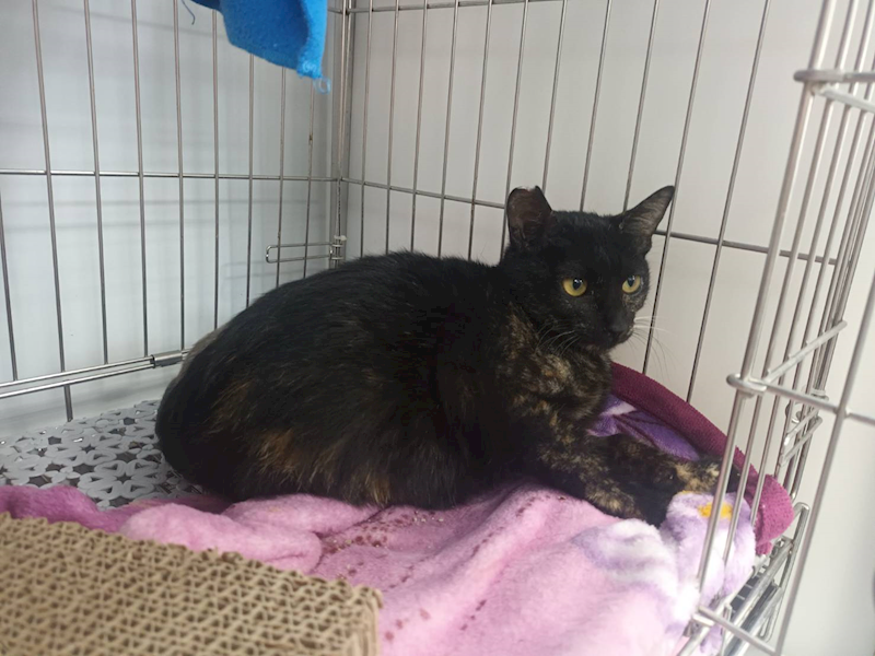 新北市板橋區公立動物之家,編號:446265, 混種貓                 