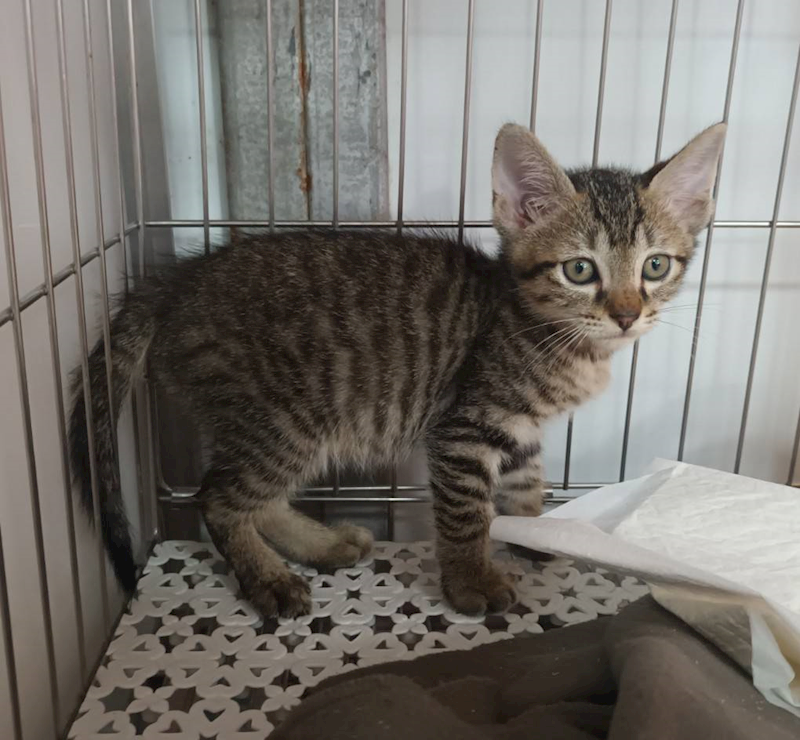 新北市板橋區公立動物之家,編號:449000, 混種貓                 