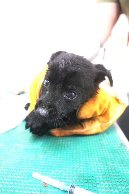 宜蘭縣流浪動物中途之家,編號:449006, 混種犬          