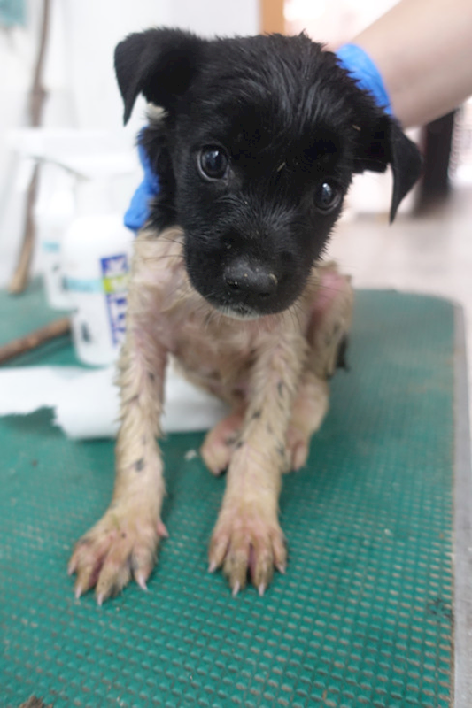 宜蘭縣流浪動物中途之家,編號:449007, 混種犬          