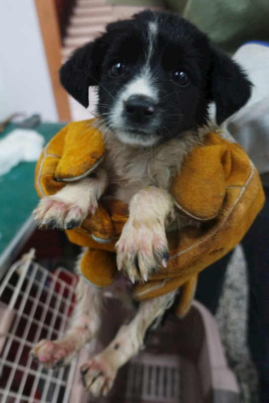 宜蘭縣流浪動物中途之家,編號:449005, 混種犬          