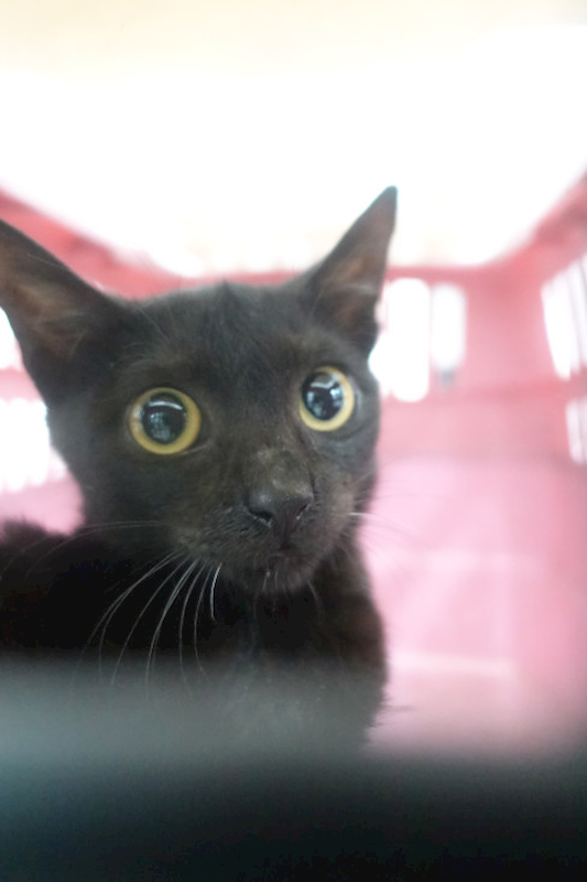 宜蘭縣流浪動物中途之家,編號:449003, 混種貓                 