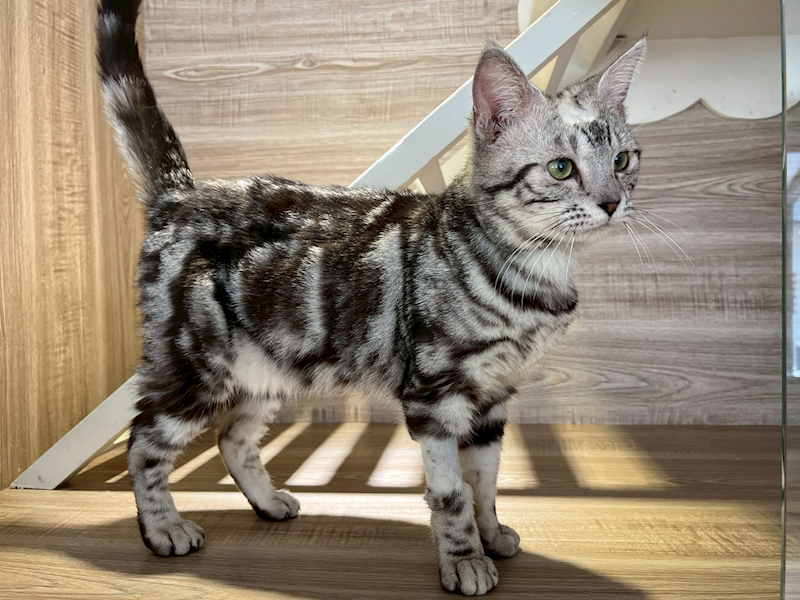 桃園市動物保護教育園區,編號:446667, 美國短毛貓               