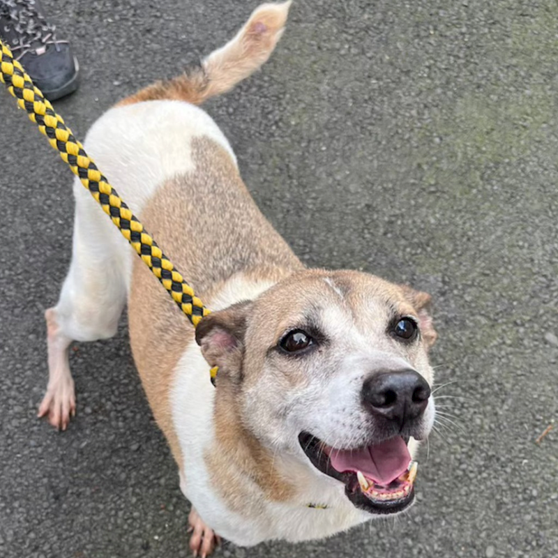 基隆市寵物銀行,編號:56422, 混種犬          