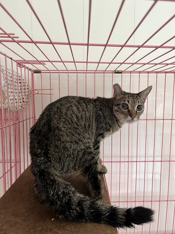 彰化縣流浪狗中途之家,編號:449001, 混種貓                 