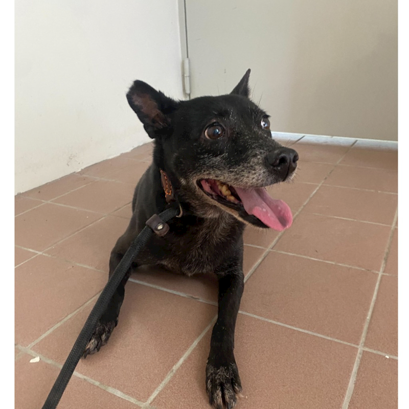 基隆市寵物銀行,編號:390706, 混種犬          