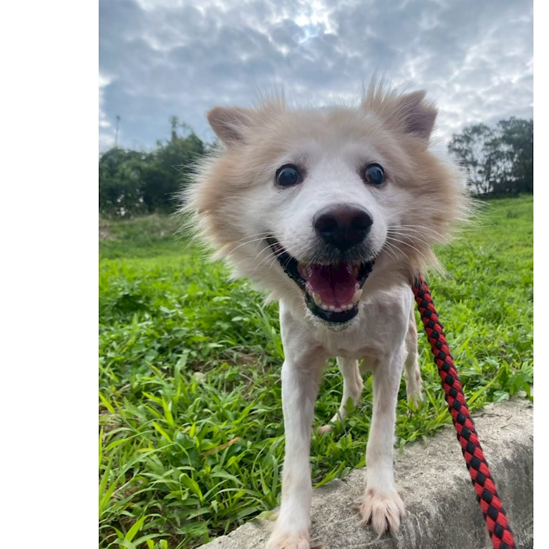 基隆市寵物銀行,編號:396762, 混種犬          