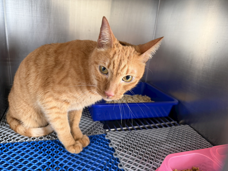 桃園市動物保護教育園區,編號:448999, 混種貓                 