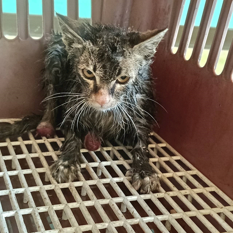 新竹市動物保護教育園區,編號:448998, 混種貓                 