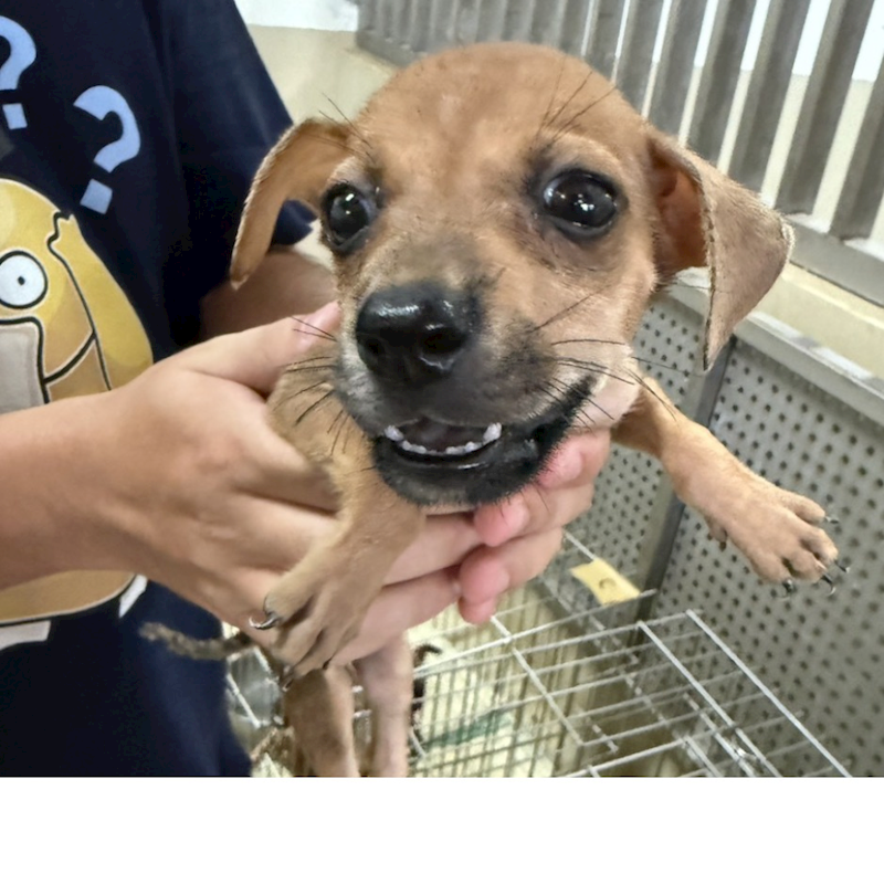 嘉義市動物保護教育園區,編號:423408, 混種犬          