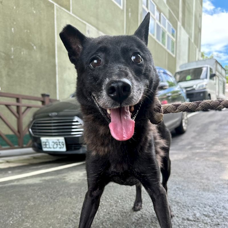 基隆市寵物銀行,編號:397102, 混種犬          