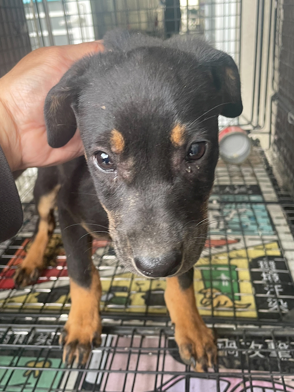 嘉義市動物保護教育園區,編號:440434, 混種犬          