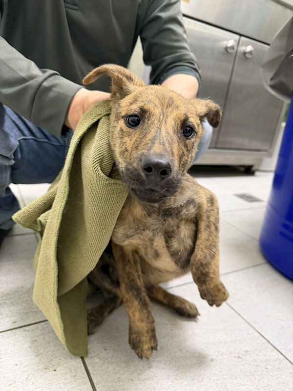 嘉義市動物保護教育園區,編號:446020, 混種犬          