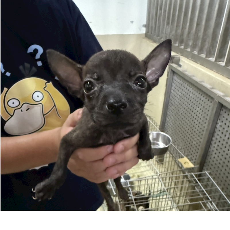 嘉義市動物保護教育園區,編號:423409, 混種犬          