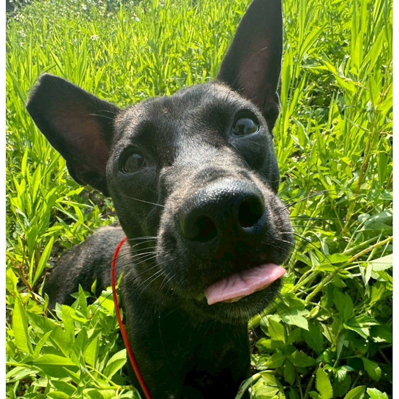 基隆市寵物銀行,編號:394962, 混種犬          