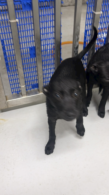 基隆市寵物銀行,編號:441764, 混種犬          