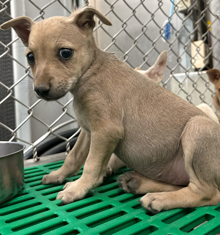 臺東縣動物收容中心,編號:448990, 混種犬          