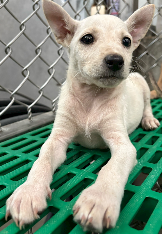 臺東縣動物收容中心,編號:448988, 混種犬          