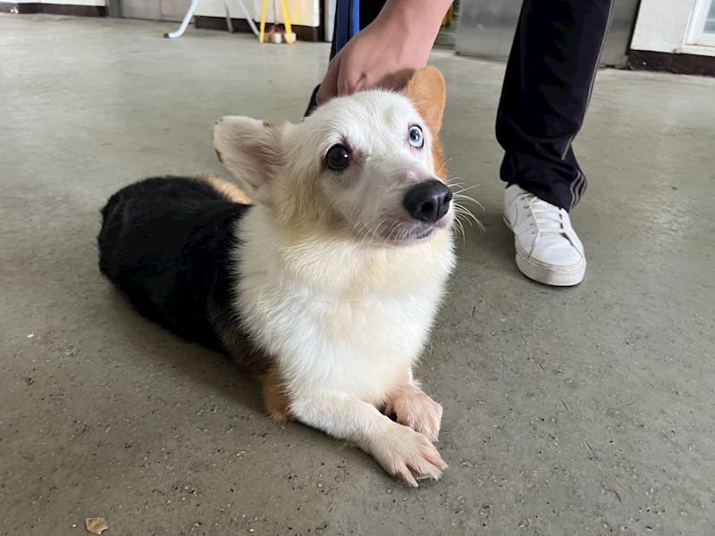 桃園市動物保護教育園區,編號:429524, 威爾斯柯基犬              