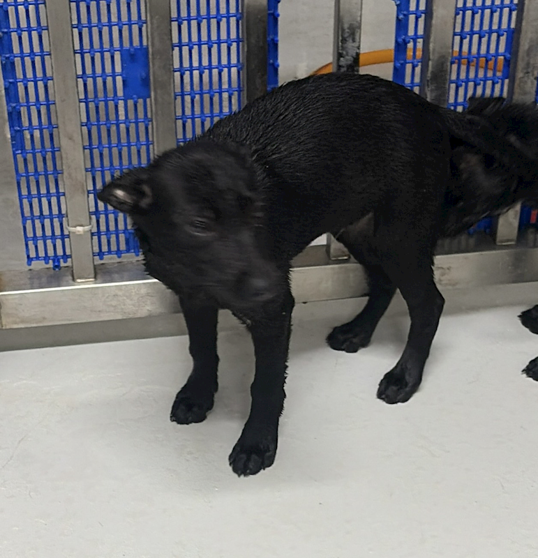 基隆市寵物銀行,編號:441766, 混種犬          