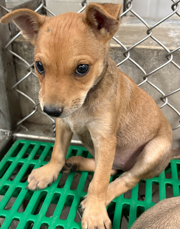 臺東縣動物收容中心,編號:448986, 混種犬          