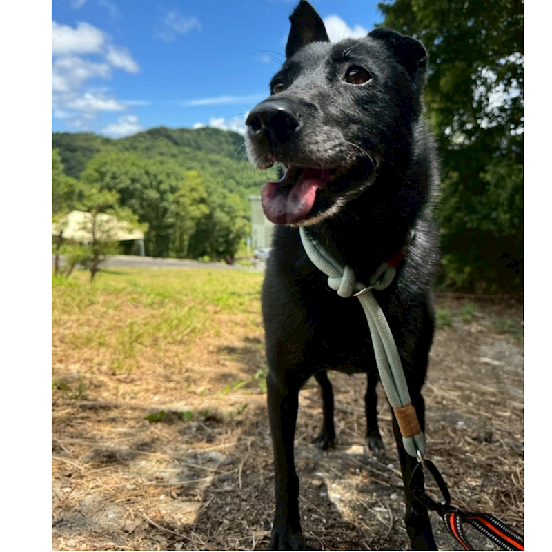 基隆市寵物銀行,編號:369447, 混種犬          