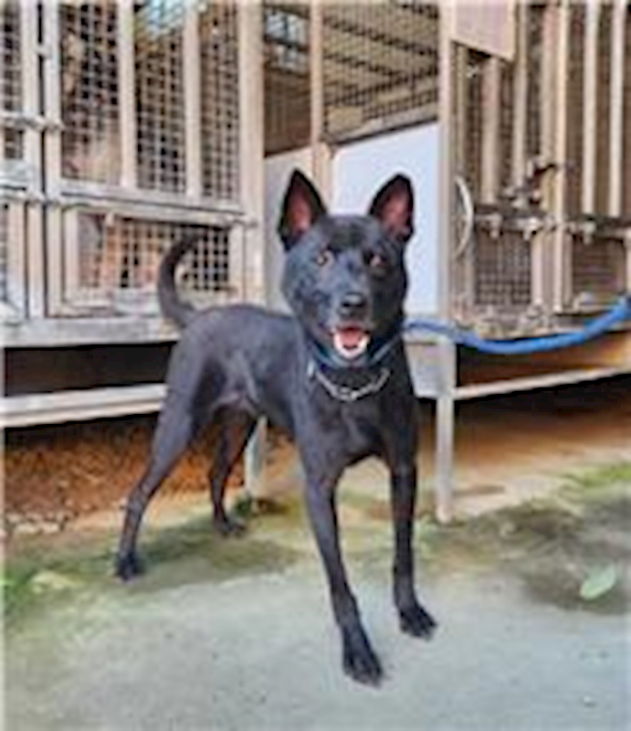 新竹縣動物保護教育園區,編號:233804, 混種犬          