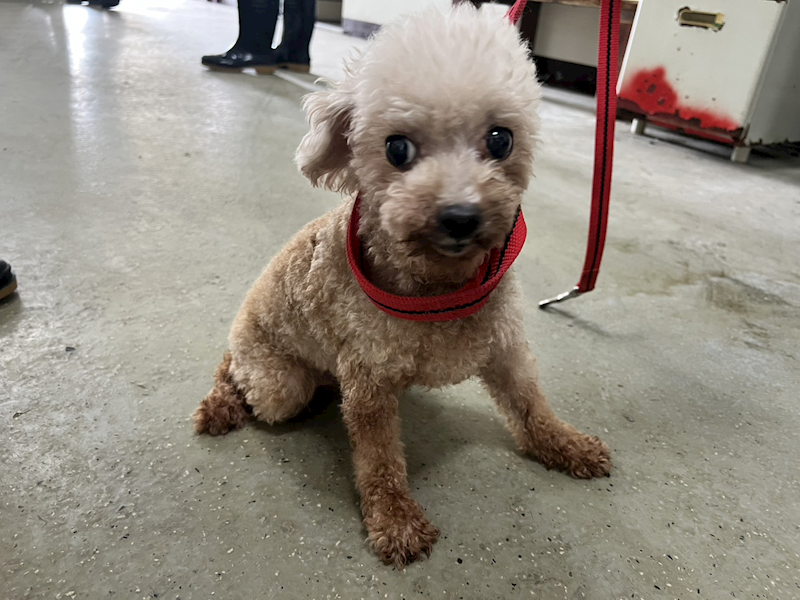 桃園市動物保護教育園區,編號:429513, 貴賓犬        