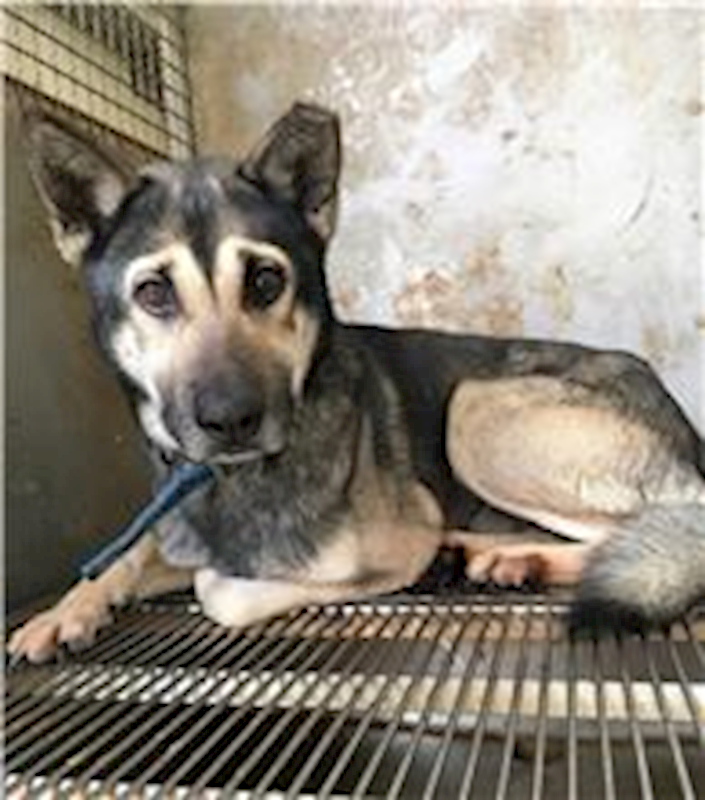 新竹縣動物保護教育園區,編號:241214, 混種犬          