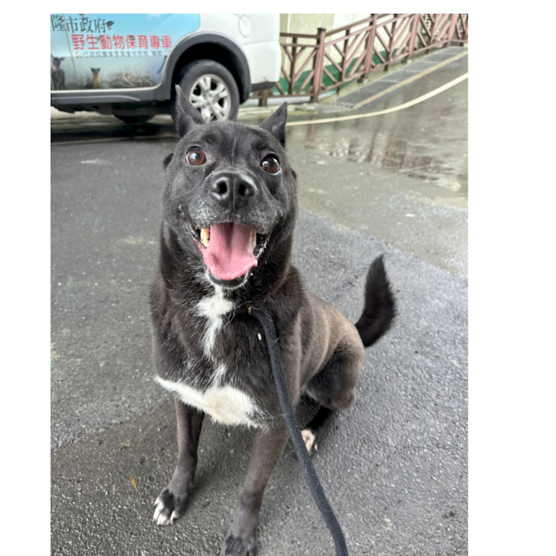 基隆市寵物銀行,編號:379923, 混種犬          