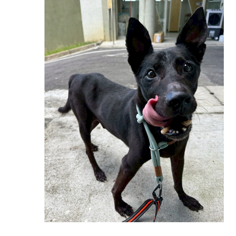 基隆市寵物銀行,編號:408727, 混種犬          