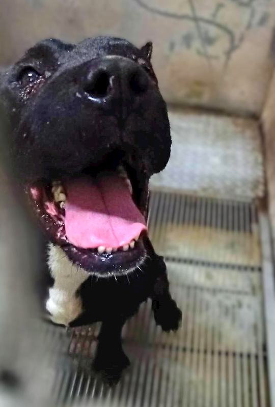 新竹縣動物保護教育園區,編號:400586, 混種犬          