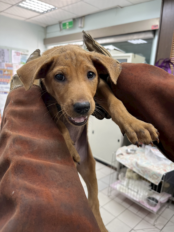 彰化縣流浪狗中途之家,編號:448981, 混種犬          