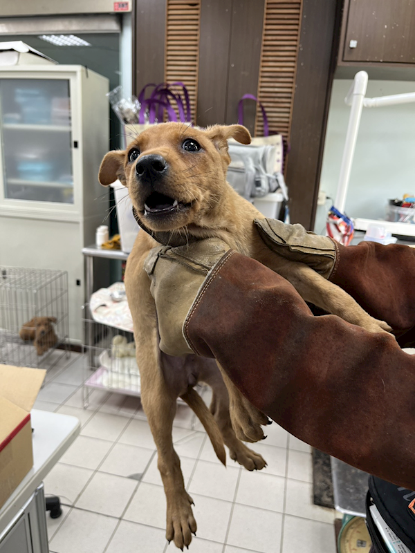 彰化縣流浪狗中途之家,編號:448980, 混種犬          