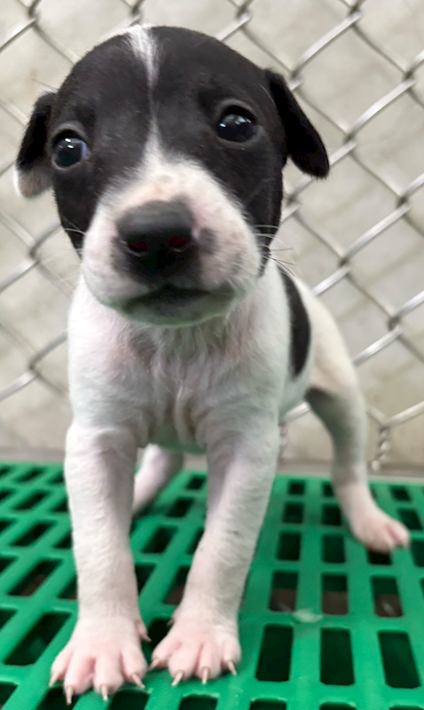 臺東縣動物收容中心,編號:448979, 混種犬          