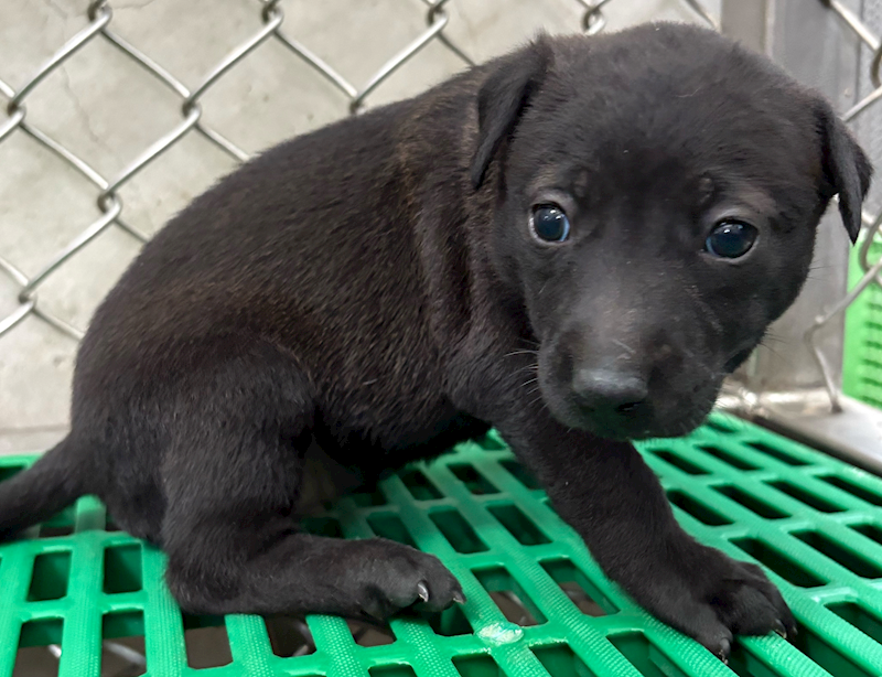 臺東縣動物收容中心,編號:448978, 混種犬          