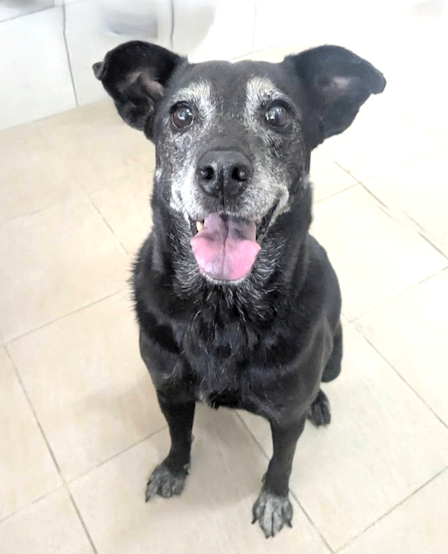 新竹縣動物保護教育園區,編號:420959, 混種犬          