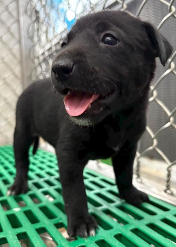 臺東縣動物收容中心,編號:448977, 混種犬          