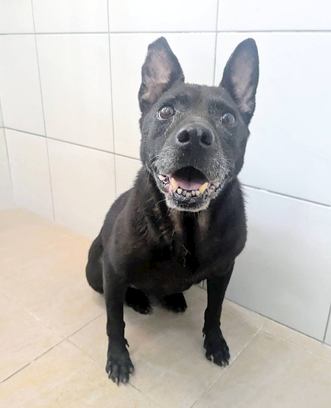 新竹縣動物保護教育園區,編號:420958, 混種犬          